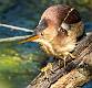 Least Bittern-5